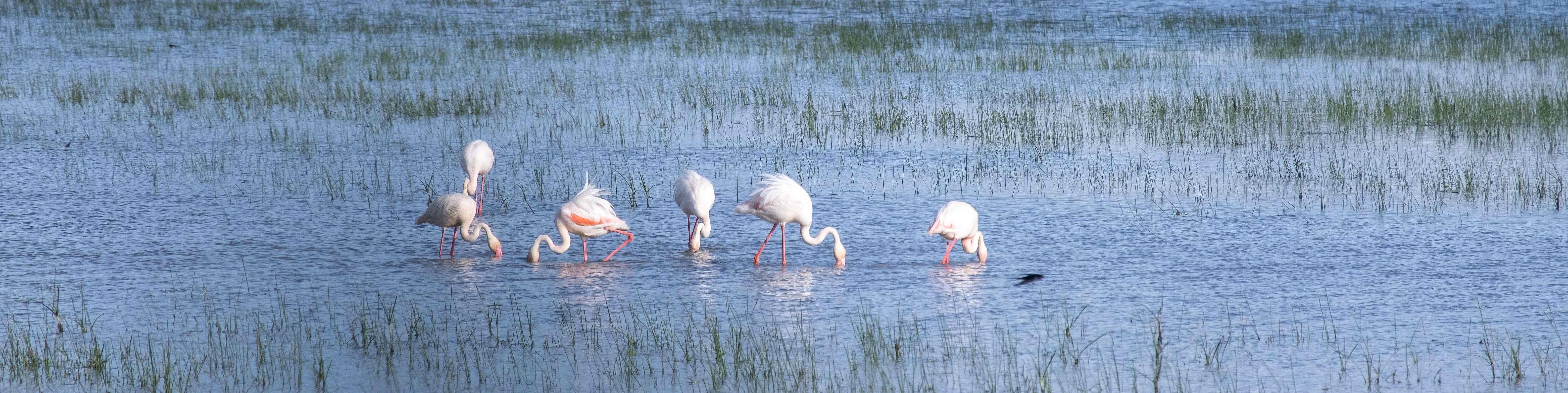flamingo s